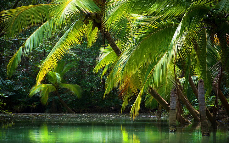 Travel Costa Rica Photographer Photos 4, HD wallpaper