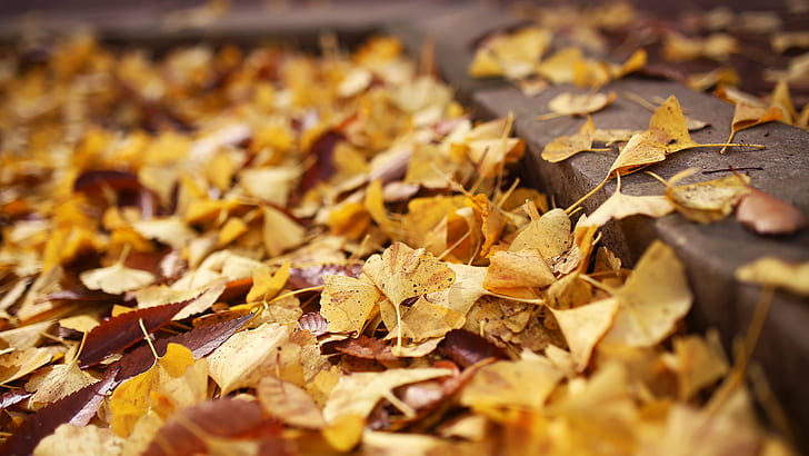 yellow dried leaves, tokyo, japan, tokyo, japan, Tokyo, Japan, Sigma, 35mm, Canon 6D, yellow, dried, leaves, autumn, leaf, season, nature, orange Color, october, gold Colored, outdoors, forest, brown, backgrounds, tree, multi Colored, dry, HD wallpaper