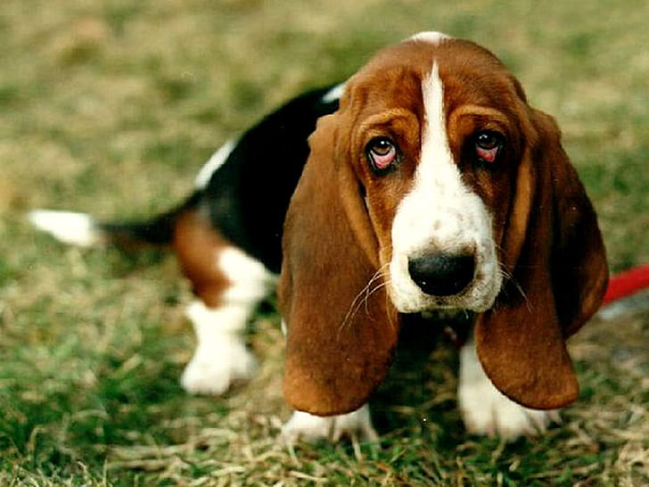 Basset hound dog Sad puppy Animals Dogs HD Art, trawa, pies, szczeniak, basset hound, zwierzak, Tapety HD