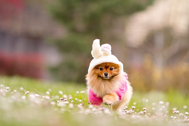 adult orange Pomeranian, grass, flowers, nature, dog, blur, red, costume, Bunny, Spitz, HD wallpaper