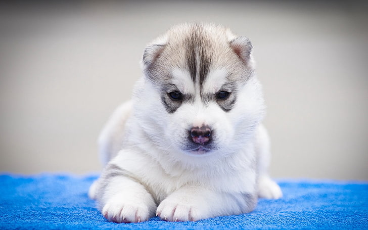 marrone e bianco cucciolo di siberian husky, husky, cane, museruola, cucciolo, bellissimo, Sfondo HD