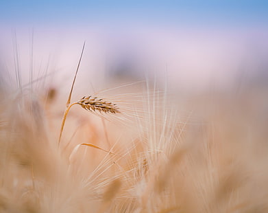 Épi de blé, été, champ de blé, Aero, Macro, été, blé, épi, Fond d'écran HD HD wallpaper