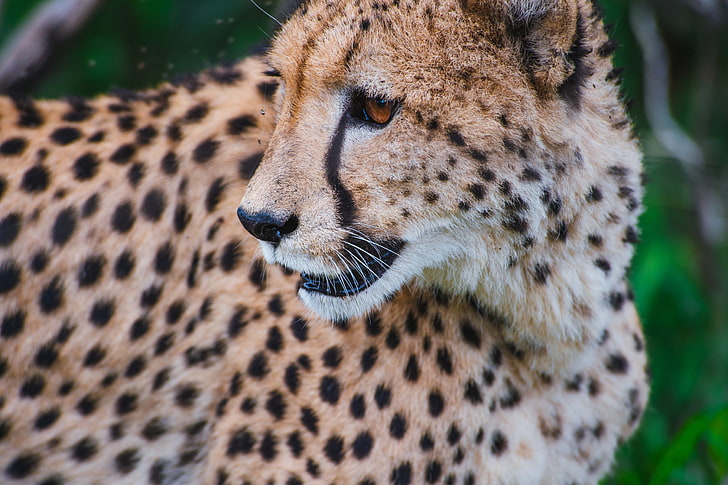 ghepardo marrone e nero, leopardo, predatore, museruola, gatto grande, guarda, Sfondo HD