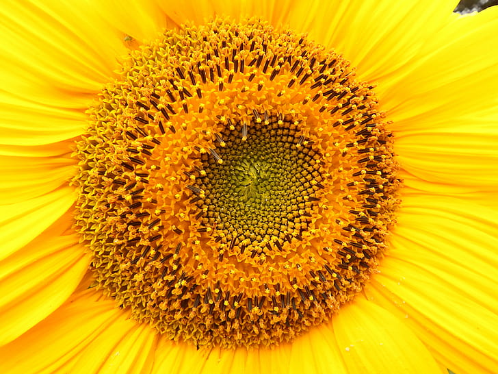 Makroaufnahme der Sonnenblume, Sonnenblume, Sonnenblume, Makroaufnahme, Blume, Gelb, Natur, Sommer, Pflanze, Landwirtschaft, Blütenblatt, Nahaufnahme, HD-Hintergrundbild