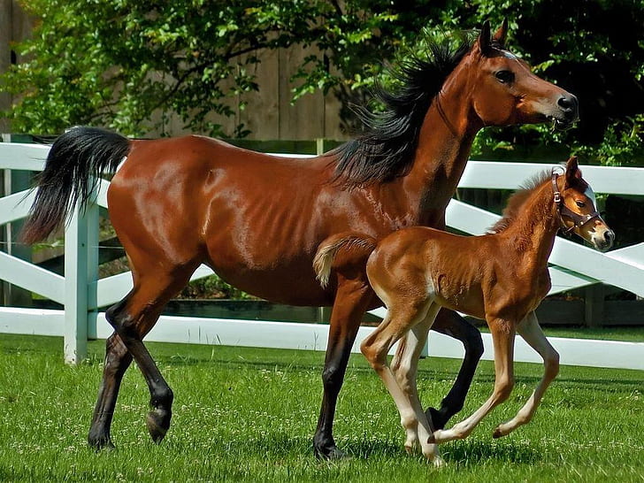 hayvanlar cavalo anneler aşk ♥ hayvanlar atlar HD sanat, hayvanlar, at, cavalo, HD masaüstü duvar kağıdı