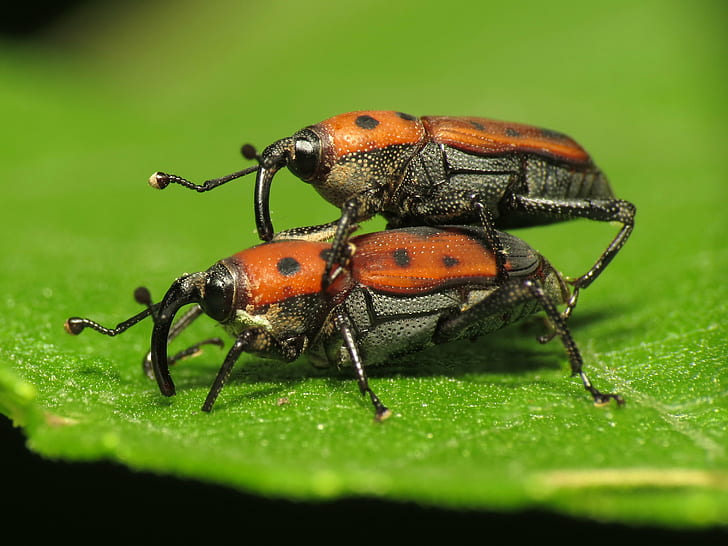 pair of brown and black beetle mating on green leaf, cocklebur, weevils, cocklebur, weevils, Cocklebur, Weevils, Mating, pair, brown, black beetle, green leaf, Washington, DC, Rock Creek Park, Park  Life, Life on Earth, nature, Canon Powershot SX, HS, DCR, Arthropoda, Insect, taxonomy, binomial, Curculionidae, Coleoptera, close-up, animal, macro, beetle, HD wallpaper