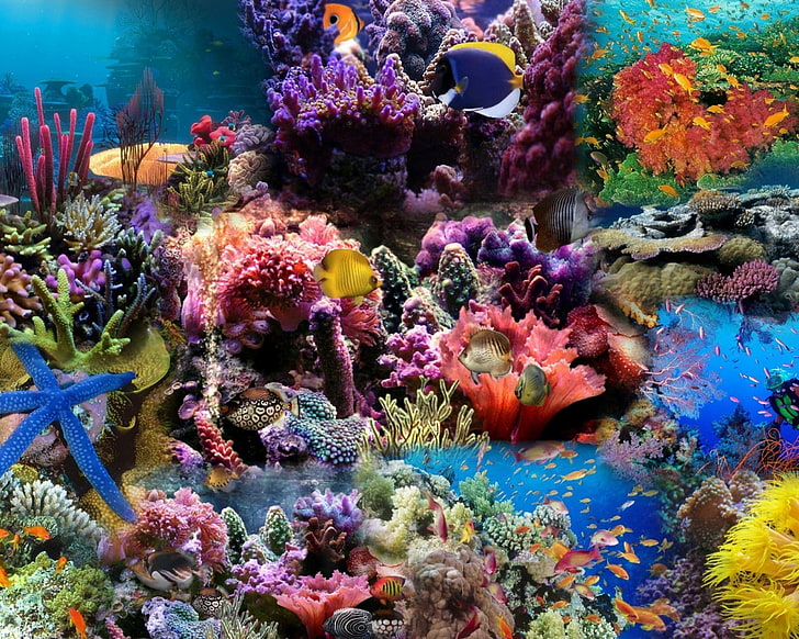 school of fish, reef, coral, fish, HD wallpaper