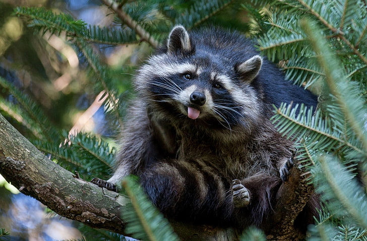 black and gray raccoon, raccoon, tree, nature, HD wallpaper