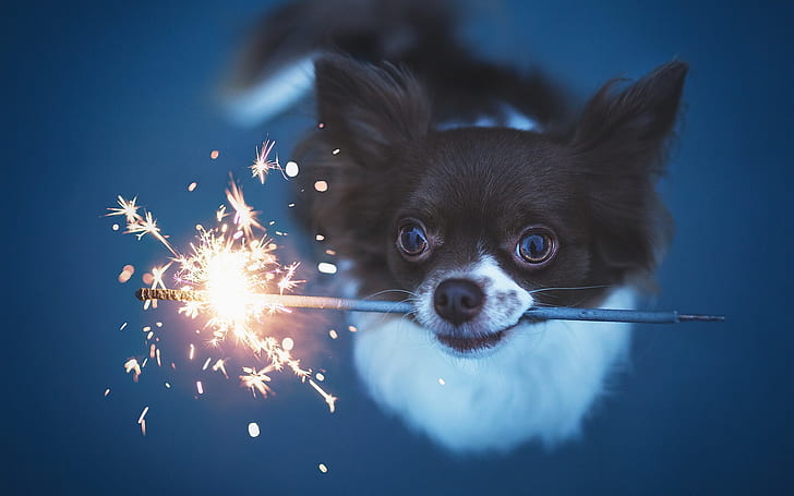 Cute dog play fireworks, Cute, Dog, Play, Fireworks, HD wallpaper