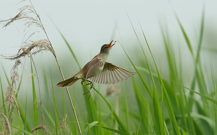 brauner Fliegenfänger, Vogel, Gras, fliegend, HD-Hintergrundbild