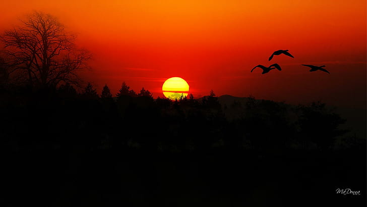 Volo delle oche al tramonto, sera, arancia, montagne, luminoso, alberi, foresta, uccelli, oche, natura e paesaggi, Sfondo HD