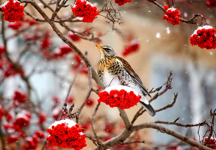 brown and white bird, winter, snow, berries, bird, branch, Rowan, HD wallpaper