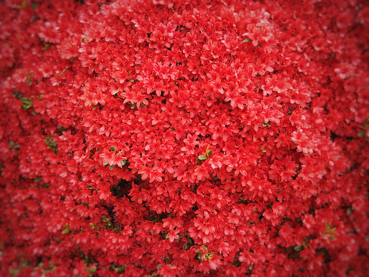 赤い花びらの花 花 赤 木 Hdデスクトップの壁紙 Wallpaperbetter