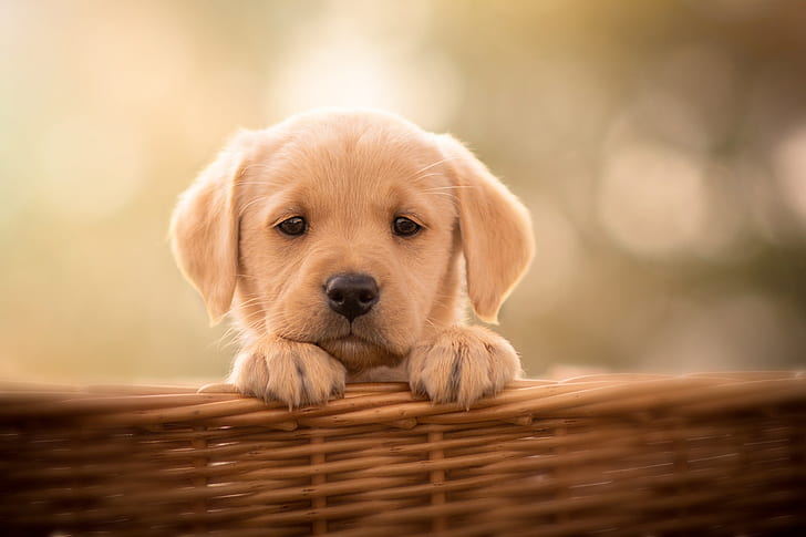 Anjing, Labrador Retriever, Baby Animal, Dog, Pet, Puppy, Wallpaper HD