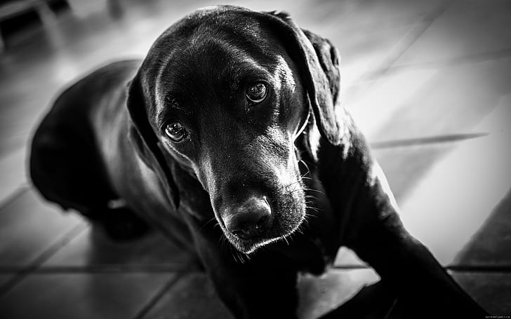 Labrador hitam dan putih, labrador retriever hitam, labrador, anjing, hewan, Wallpaper HD