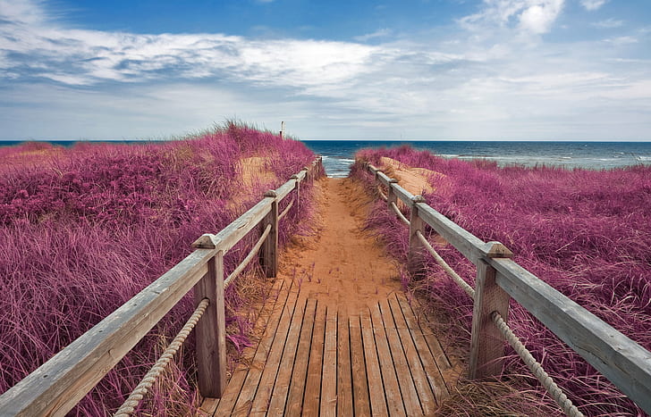 brown wooden dock near sea beside purple flowers, Pink, Beach, Boardwalk  brown, dock, sea, purple, flowers, prince  edward  island, landscape, nature, natural, travel, tourism, background, scene, scenic, scenery, outdoor, outside, outdoors, canada, canadian, cloud, clouds, coast, coastal, shore, grass, beauty, beautiful, pretty, board  walk, ocean  water, sand, sandy, rail, railing, wooden  bridge, path, passage, trail, fantasy, fantastic, surreal, ethereal, epic, wide  angle, wide-angle, magenta, cyan  blue, blue  orange, colorful, colourful, vivid, stock, resource, image, photo, photograph, picture, footpath, summer, scenics, HD wallpaper