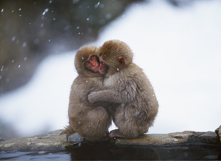 two brown monkeys, monkeys, couple, embrace, snow, caring, HD wallpaper