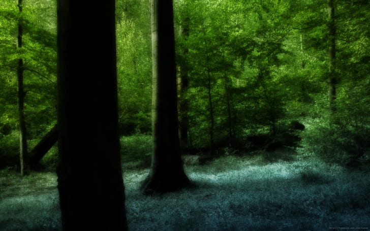 Green Trees Forest HD, bosque verde, naturaleza, árboles, verde, bosque, Fondo de pantalla HD