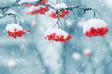 white fruit, winter, snow, snowflakes, nature, berries, background, blur, red, beautiful, Rowan, bokeh, wallpaper., rowan berry, HD wallpaper HD wallpaper