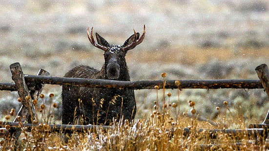 animals, moose, HD wallpaper HD wallpaper