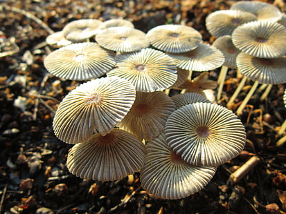 brown mushrooms, Mushrooms, brown, Carrboro, nature, fungus, mushroom, close-up, HD wallpaper HD wallpaper