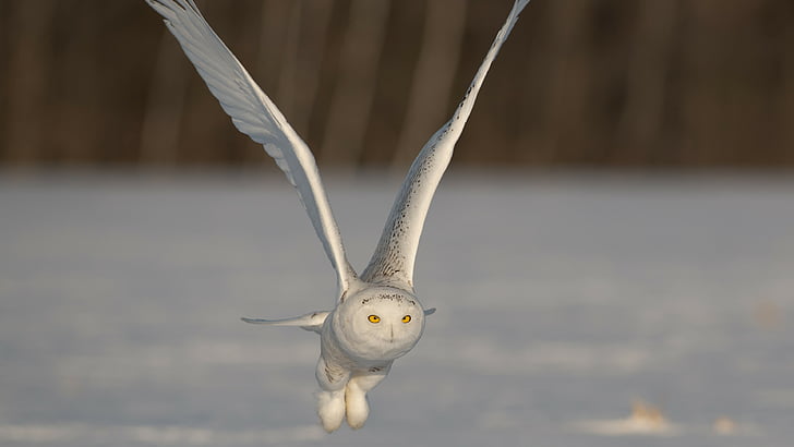 shallow focus of flying white and gray owl, Owl, cute animals, funny, flight, HD wallpaper