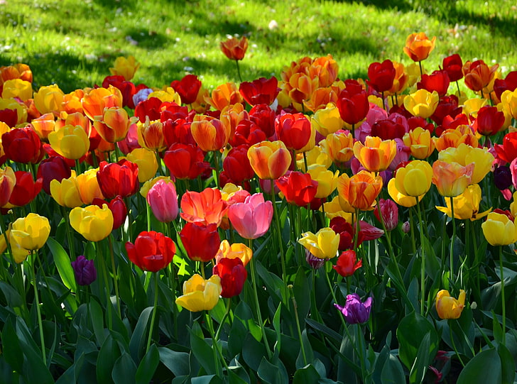 Bursting Into Spring, yellow, pink, and red tulip flowers, Seasons, Spring,  HD wallpaper | Wallpaperbetter