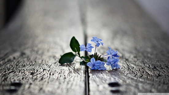 blå blommor, selektivt fokus foto av blå kronbladiga blommor, natur, makro, blommor, suddig, skärpedjup, blå blommor, växter, HD tapet HD wallpaper
