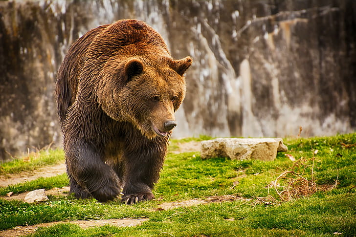 Stor björn i naturen, brun grizzlybjörn, bakgrund, björn, natur, HD tapet