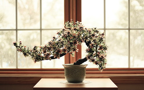 Bonsai, tanaman, jendela, bonsai, oriental, 3d dan abstrak, Wallpaper HD HD wallpaper
