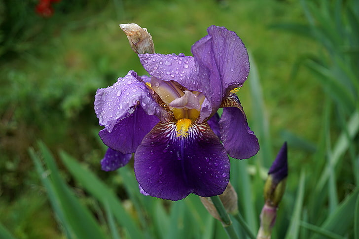 purple iris flower, iris, flower, bud, drops, HD wallpaper