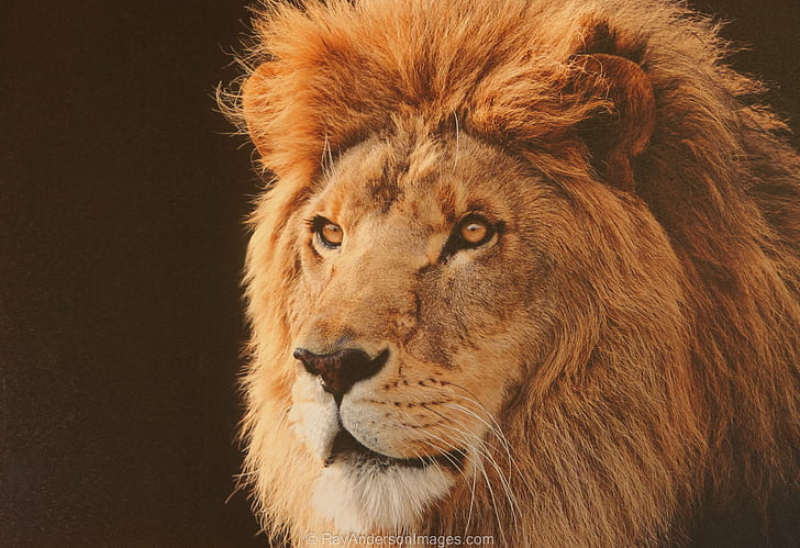 close up photo of lion head, ray, ray, RAY, jpg, close up, photo, lion head, london zoo, whipsnade zoo, lion - Feline, wildlife, carnivore, undomesticated Cat, africa, safari Animals, animal, animals In The Wild, feline, mane, big Cat, nature, mammal, lioness, large, HD wallpaper