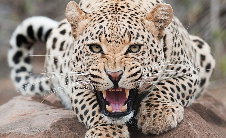 Animal, jaguar animal, Animals, Wild, HD wallpaper | Wallpaperbetter