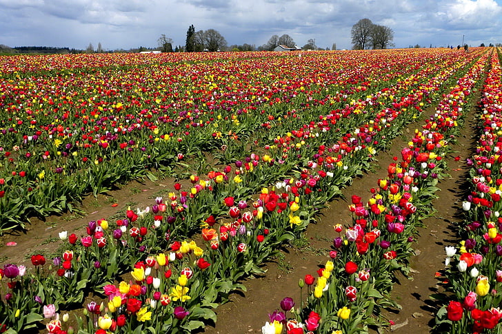 lot de fleurs de couleurs assorties, tulipes, fleurs, rangées, plantation, arbres, ciel, Fond d'écran HD
