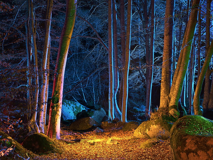 Wald, Bäume, Herbst, Nacht, Lichter, Wald, Bäume, Herbst, Nacht, Lichter, HD-Hintergrundbild