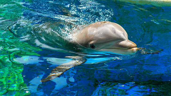 делфин във водно тяло, Делфин, Еревански делфинариум, Армения, Вълни, Вода, басейн, туризъм, гмуркане, син, HD тапет