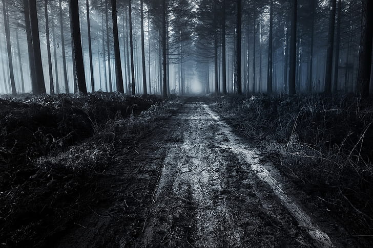 foresta spaventosa, sentiero, alberi, buio, nebbia, strada sterrata, natura, Sfondo HD