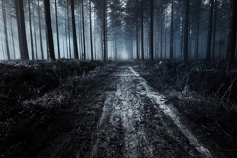 страшный лес, тропинка, деревья, темно, туман, грунтовая дорога, природа, HD обои HD wallpaper