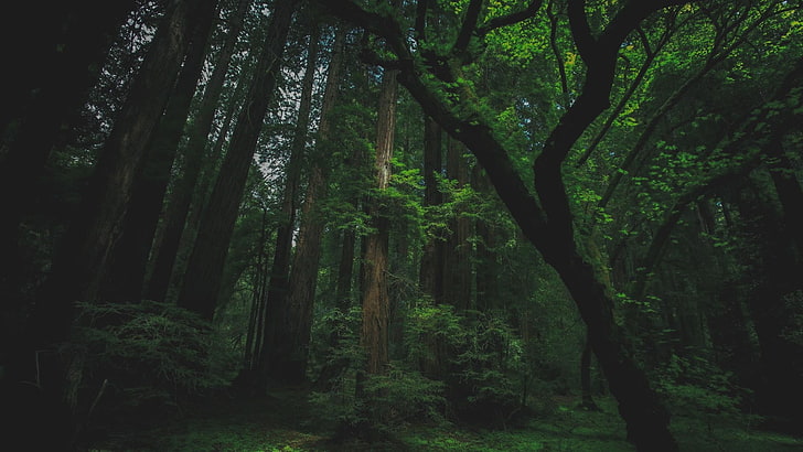 grünblättriger Baum, Wald, Bäume, Natur, Moos, HD-Hintergrundbild