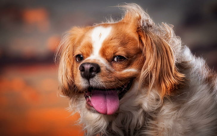 Cute puppy, Face, Wind, Pets, cute puppy, face, wind, pets, HD wallpaper