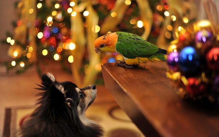 Papagei und Hund, die, orange und grüner Vogel, Hintergrund, Papagei, lustig, Freundschaft, Situation sprechen, HD-Hintergrundbild