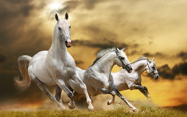 Wilde White Horses, vild häst, vit häst, hästbilder, HD tapet