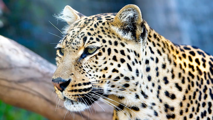 Leopard, Leopard, HD-Hintergrundbild