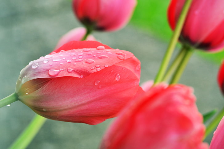 różowe kwiaty, wiosna, kwiaty, deszcz, tulipany, świeże, stokrotka, Tapety HD