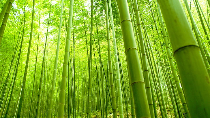 Bambuskog, natur, grön, färsk, bambuskog, natur, grön, färsk, HD tapet