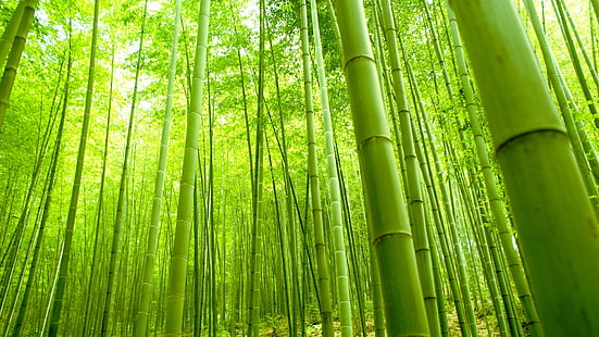 Floresta de bambu, natureza, verde, fresco, floresta de bambu, natureza, verde, fresco, HD papel de parede HD wallpaper