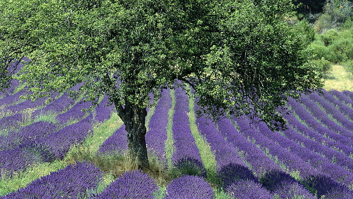 лилаво олющено цветно легло, Франция, пейзаж, поле, лавандула, цветя, лилави цветя, Прованс, дървета, природа, растения, HD тапет