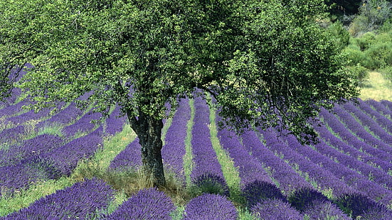 aiuola di petali viola, Francia, paesaggio, campo, lavanda, fiori, fiori viola, Provenza, alberi, natura, piante, Sfondo HD HD wallpaper