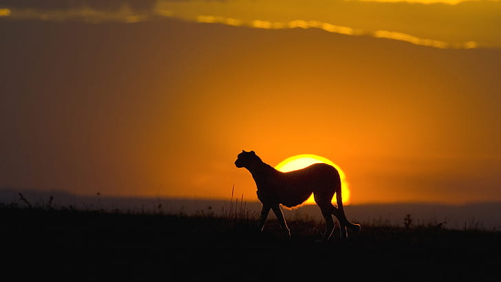 Gepard-Sonnenuntergang-Schattenbild HD, Tiere, Sonnenuntergang, Schattenbild, Gepard, HD-Hintergrundbild