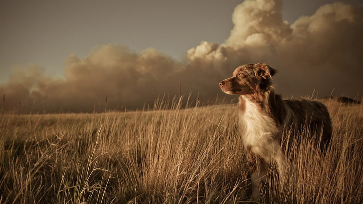 animals, grass, field, summer, meadow, retriever, sky, hunting dog, hound, dog, borzoi, spring, outdoor, landscape, wheat, cloud, english setter, sun, wolfhound, countryside, sunny, cereal, happy, setter, outdoors, outside, saluki, silhouette, farm, rural, clouds, day, natural, country, animal, season, environment, people, man, horizon, HD wallpaper
